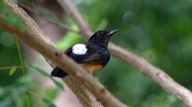 The white-rumped shama earns its name from the distinctive white spot just above its tail feathers.