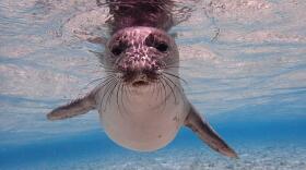 FILE - Young Hawaiian monk seal underwater in Pearl and Hermes Reef in Hawaii.