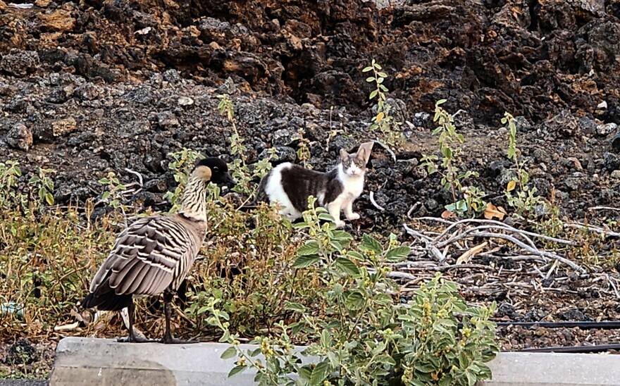 In this photo provided by the Hawaiʻi Department of Land and Natural Resources, a feral cat looks towards a nene in a Big Island shopping center parking lot, in Waikōloa, Hawaiʻi, on Monday, April 17, 2023.