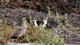 In this photo provided by the Hawaiʻi Department of Land and Natural Resources, a feral cat looks towards a nene in a Big Island shopping center parking lot, in Waikōloa, Hawaiʻi, on Monday, April 17, 2023.