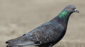 Rock pigeons, also called rock doves, measure about 12 inches from beak to tail. Their plumage varies widely in coloration, often with patches of iridescent blue, green, or purple near their necks.