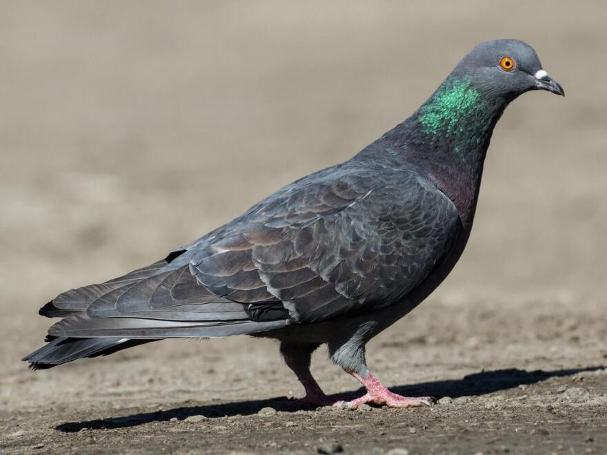 Rock pigeons, also called rock doves, measure about 12 inches from beak to tail. Their plumage varies widely in coloration, often with patches of iridescent blue, green, or purple near their necks.