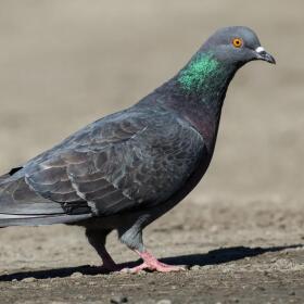 Rock pigeons, also called rock doves, measure about 12 inches from beak to tail. Their plumage varies widely in coloration, often with patches of iridescent blue, green, or purple near their necks.