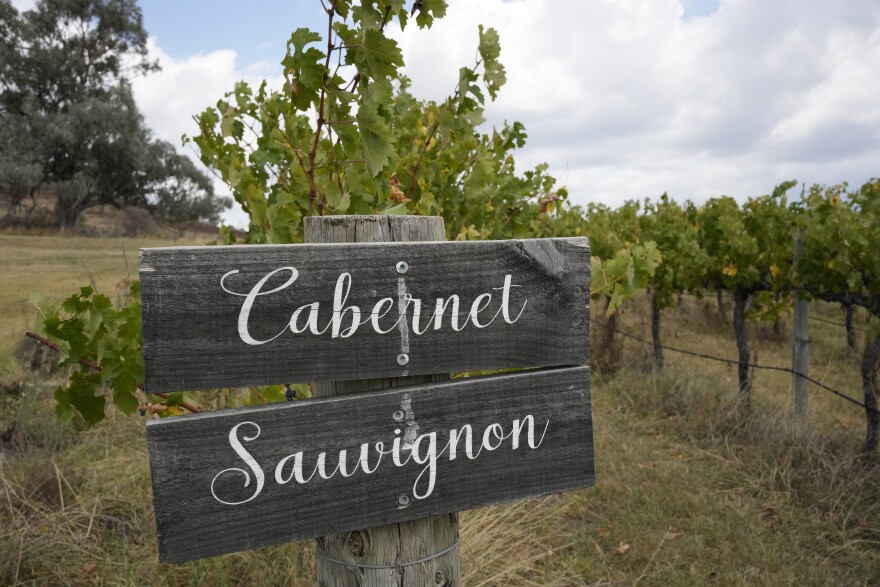 A vineyard in the wine growing area of Mudgee in western New South Wales, Australia, Saturday, March 4, 2023. (AP Photo/Mark Baker)