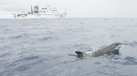 FILE - A false killer whale sighted by the NOAA ship Oscar Elton Sette during HICEAS 2010.