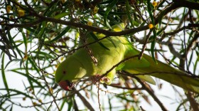 Rose-ringed parakeets are bright, emerald green birds with orange-red hooked bills and long, pointed tails. Males have red or black neck rings, hence their name.