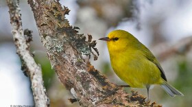 Maui ʻalauahio, also known as the Maui creeper, is a small insectivorous native honeycreeper. Adult males are mostly olive-green in color with bright yellow faces, throats, and underparts. The amount and “intensity” of yellow in these birds vary among individuals. Adult females have similar but duller plumage. Both sexes have small, straight bills.