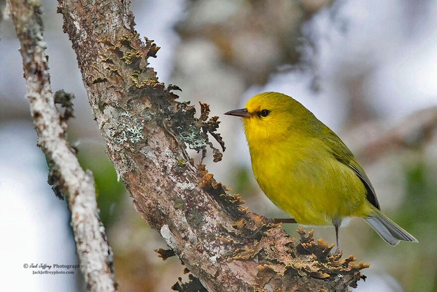 Maui ʻalauahio, also known as the Maui creeper, is a small insectivorous native honeycreeper. Adult males are mostly olive-green in color with bright yellow faces, throats, and underparts. The amount and “intensity” of yellow in these birds vary among individuals. Adult females have similar but duller plumage. Both sexes have small, straight bills.