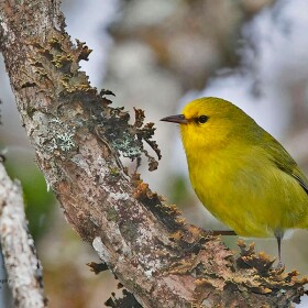 Maui ʻalauahio, also known as the Maui creeper, is a small insectivorous native honeycreeper. Adult males are mostly olive-green in color with bright yellow faces, throats, and underparts. The amount and “intensity” of yellow in these birds vary among individuals. Adult females have similar but duller plumage. Both sexes have small, straight bills.