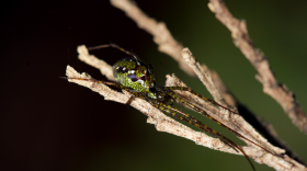 T. paludicola resting on a piece of stick