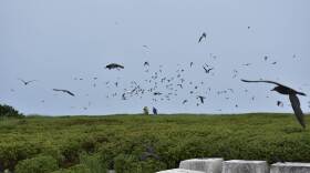 This June 2018 photo provided by the U.S. Fish and Wildlife Service shows birds at Johnston Atoll within the Pacific Remote Islands Marine National Monument. Officials have evacuated scientists from remote Pacific islands near Hawaii as Hurricane Walaka approached, including seven researchers from French Frigate Shoals and four workers from Johnston Atoll. (Aaron Ochoa/U.S. Fish and Wildlife Service via AP)