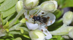 A yellow-faced bee in Hawaii.