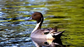 Koloa māpu, also called northern pintails, are dabbling ducks. They are considered indigenous to Hawaiʻi.