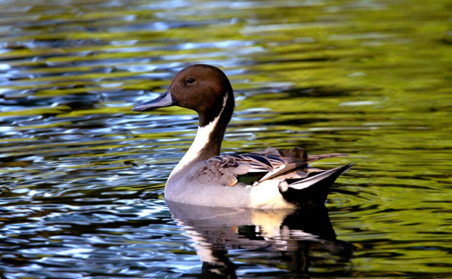 Koloa māpu, also called northern pintails, are dabbling ducks. They are considered indigenous to Hawaiʻi.