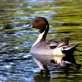 Koloa māpu, also called northern pintails, are dabbling ducks. They are considered indigenous to Hawaiʻi.