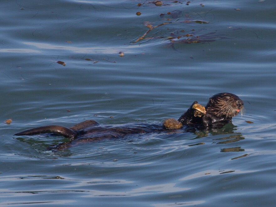 A sea otter in Monterey Bay with a rock anvil on its belly and a scallop in its forepaws.