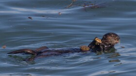 A sea otter in Monterey Bay with a rock anvil on its belly and a scallop in its forepaws.