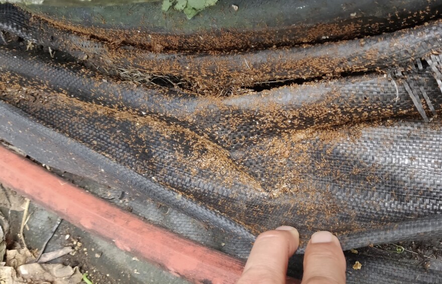 FILE - Little fire ants in weed mat at a plant nursery.