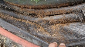 FILE - Little fire ants in weed mat at a plant nursery.