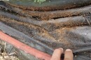 FILE - Little fire ants in weed mat at a plant nursery.