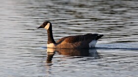 Canada geese are commonly found in the arctic and temperate regions of Northern America. They are uncommon winter migratory visitors to the Hawaiian Islands.