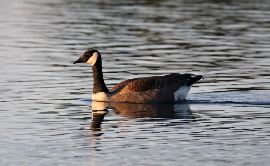 Canada geese are commonly found in the arctic and temperate regions of Northern America. They are uncommon winter migratory visitors to the Hawaiian Islands.