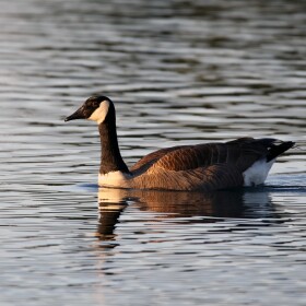 Canada geese are commonly found in the arctic and temperate regions of Northern America. They are uncommon winter migratory visitors to the Hawaiian Islands.