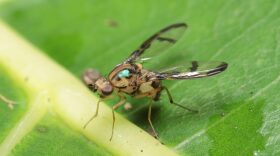 hawaiian picture-wing fly