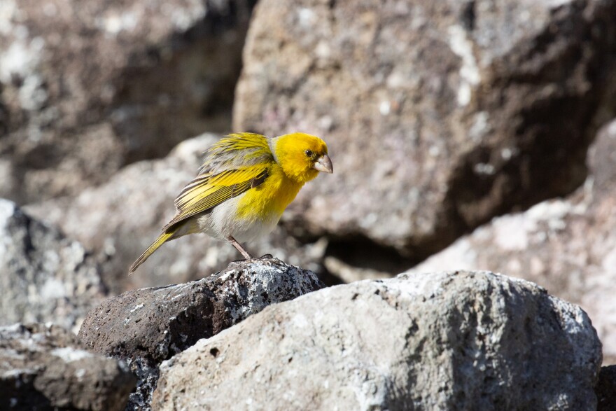 Nīhoa finches have black legs and large feet, with sturdy, seed-eater bills. They are smaller than their relatives, the Laysan finches.