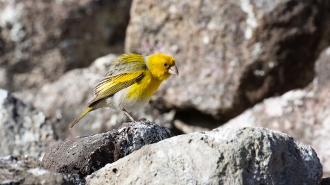 Nīhoa finches have black legs and large feet, with sturdy, seed-eater bills. They are smaller than their relatives, the Laysan finches.