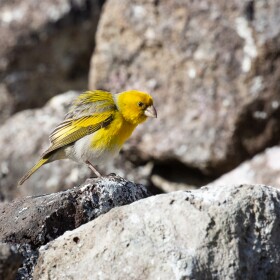 Nīhoa finches have black legs and large feet, with sturdy, seed-eater bills. They are smaller than their relatives, the Laysan finches.