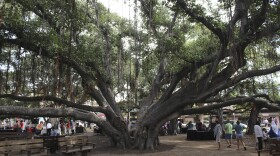 FILE - A banyan tree stands along Lāhainā town's historic Front Street in February 2018. (AP Photo/Jennifer McDermott, File)