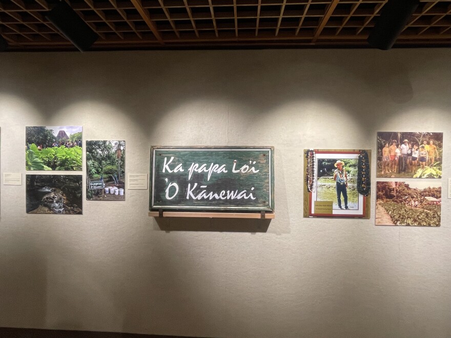 The exhibit highlights the history of kalo farming.