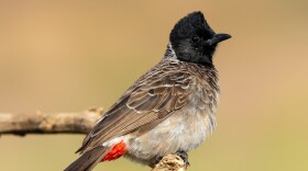 The red-vented bulbul gets its name from the tuft of crimson feathers under its tail. It is also the only black bird on Oʻahu with a black crest on its head.