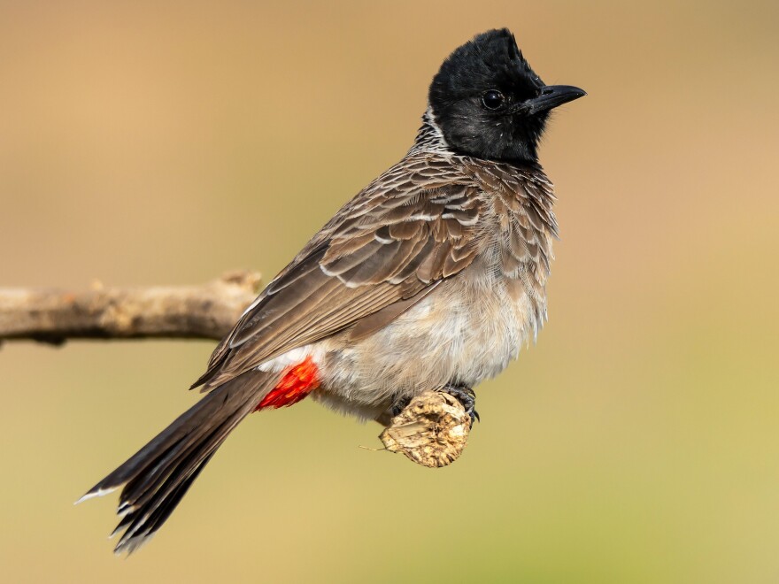 The red-vented bulbul gets its name from the tuft of crimson feathers under its tail. It is also the only black bird on Oʻahu with a black crest on its head.