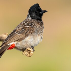 The red-vented bulbul gets its name from the tuft of crimson feathers under its tail. It is also the only black bird on Oʻahu with a black crest on its head.