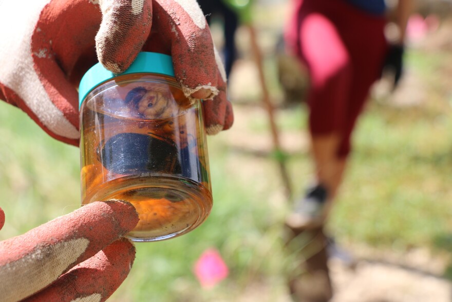 File - Invasive coconut rhinoceros beetles were a topic of discussion this legislative session as lawmakers proposed bills to regulate their spread among the islands.