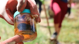 File - Invasive coconut rhinoceros beetles were a topic of discussion this legislative session as lawmakers proposed bills to regulate their spread among the islands.