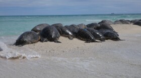 Motherload (center, with a blue satellite tag on her shell) huddled up with about 40 other adult turtles, basking on the remnants of Trig Island. Trig was once one of the main nesting beaches for Hawai'i’s green sea turtles. Now, waves lap at their hind flippers, even at low tide.